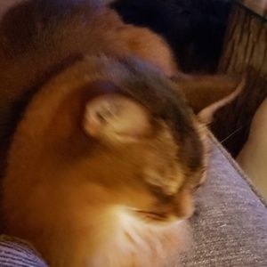 Meet your Posher, Donna